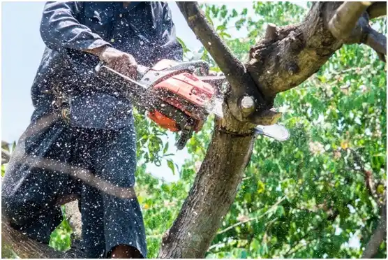 tree services York